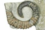 Aegocrioceras Heteromorph Ammonite - Germany #293089-1